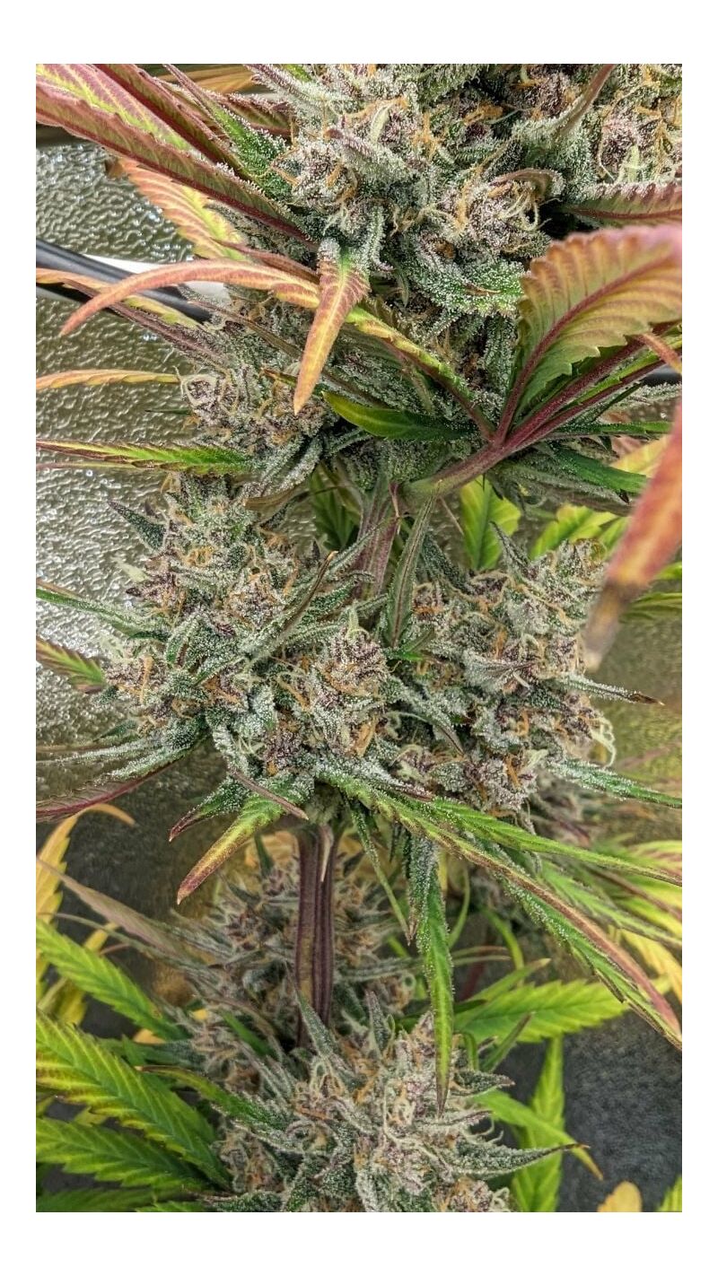 Lemon Cherry Cookies Auto, Фасовка: 5, изображение 26